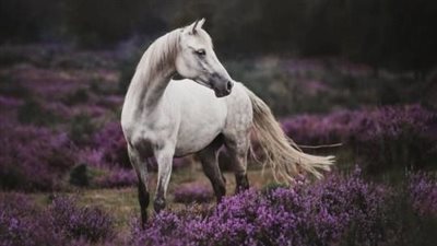 Are we over rugging our horses and ponies?