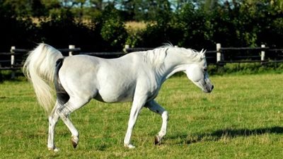 Rain Scald, Mud Fever and Greasy Heels – Wet Weather Care for Horses