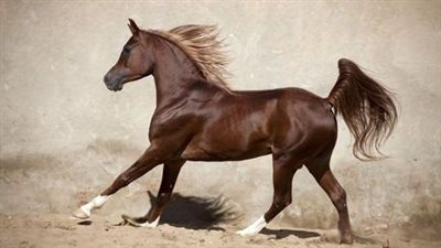 Equine Flu Outbreak – what do you need to know?
