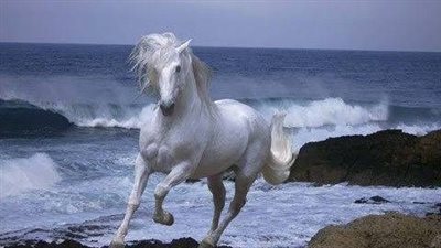 Ardennes Horse_ Breed Profile