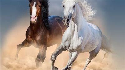 Paso Fino Horse: Breed Profile
