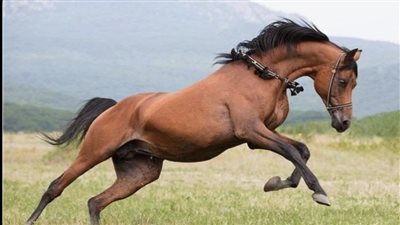 Horse and Pony Care by the Day, Week, Month and Year