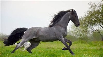 Symptoms and Stages of Pregnancy in Horses