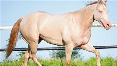 Morgan Horse: Breed Profile