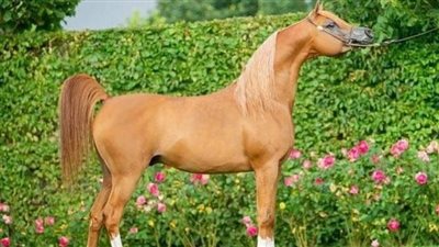 What Does a Horse Chiropractor Do?