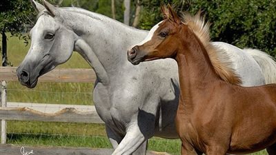When It's Time to Euthanize a Horse