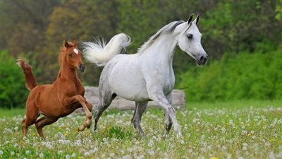 A Look at What Different Types of Horse Boarding Stables Can Offer