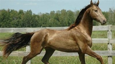 What Does it Cost to Care For a Horse?