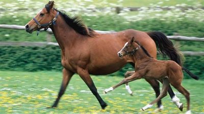 How to Find Your Horse's Pedigree