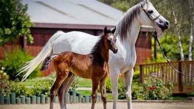Horse Care 101
