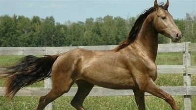 How to Measure a Horse's Height
