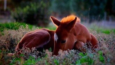 Do You Know How Horses Sleep?