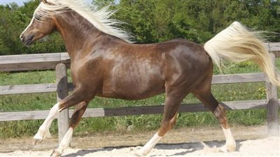 Should a Beginner Rider Buy a Stallion, Gelding or Mare?