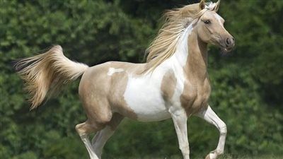 Horse Facial Markings