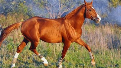 Rules for Working Safely With Horses