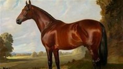 How Long Do Horses Live?