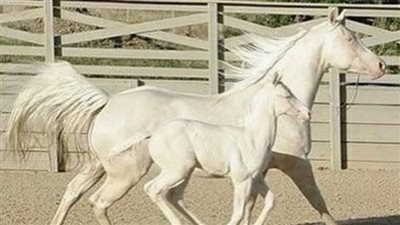 Jumping in Horseback Riding