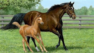 Thoroughbred Horse: Breed Profile