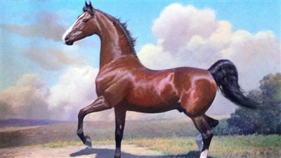 Locked Stifle Joints in Horses