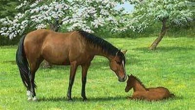 Ardennes Horse_ Breed Profile