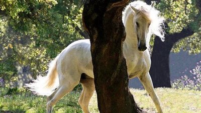 Names for Geldings and Stallions