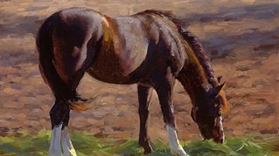 Andalusian Horse Breed Profile