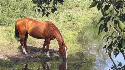 Trees Not to Have in Your Horse Pasture