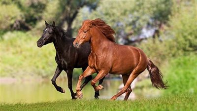 Why Turnout Is Important for Your Horse