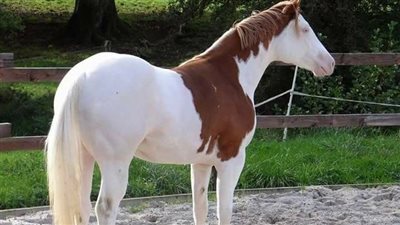 Why Does My Horse Stumble?