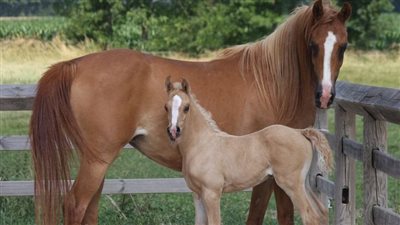 Names for Geldings and Stallions