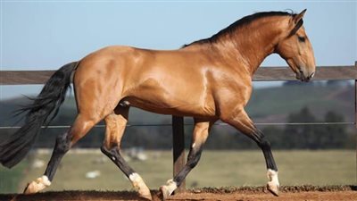 Miniature Horse Breed Profile