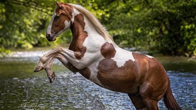 Horse Gestation Period: How Long are Horses Pregnant?