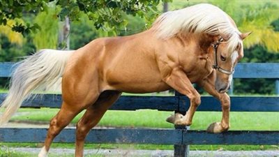 How to Choose the Correct Western Saddle Seat Size