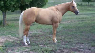 Morgan Horse: Breed Profile