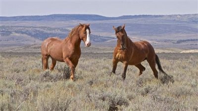 Kentucky Mountain Saddle Horse: Breed Profile