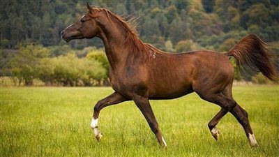 How to Groom Your Horse