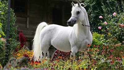 Grease Heel in Horses