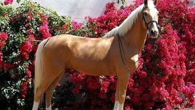 Horse Behaviour Linked to Poor Nutrition