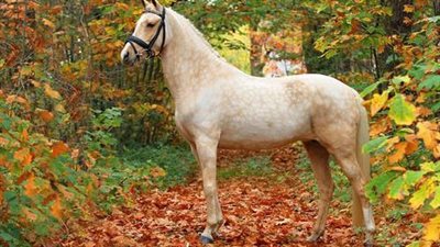 How to Avoid Laminitis