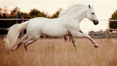 Hybrid Horse Keeping  Equicentral and Tracks combined