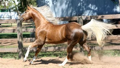 Should I rug/blanket my horse or not?