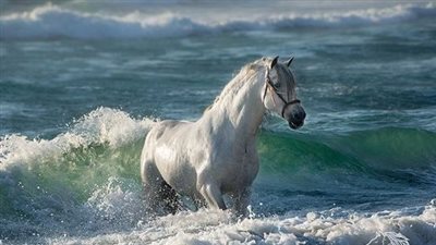 Horse Rug Heating Facts