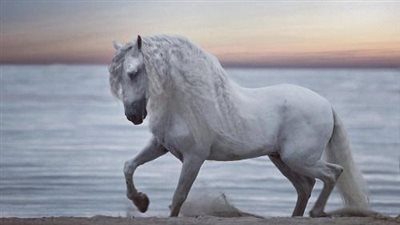 Drought Strategies To Help Your Horses