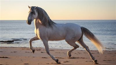 Why I Use Chemical Wormers  Encysted Strongyles