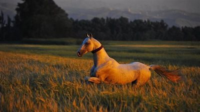 Orphan Foals Part 2