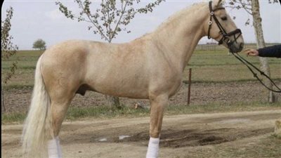 Cranio Sacral Therapy