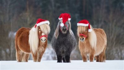 What’s the truth about laminitis?