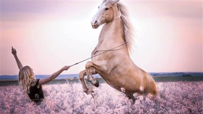 Exploring the Graceful Harmony Between Horses and Ballet