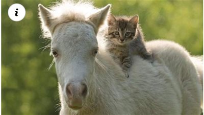 Harmony in Diversity: The Extraordinary Friendship Between Cats and Horses   ‎