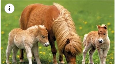 From Pasture to Heart: Discover the Irresistible Charm of Adorable Ponies  ‎